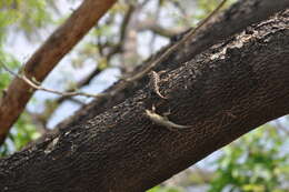 Image of Black-nosed Lizard