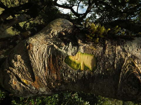 Image of Ilex wightiana Wall.