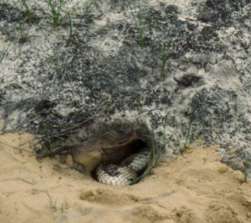 Image of Pituophis melanoleucus melanoleucus (Daudin 1803)