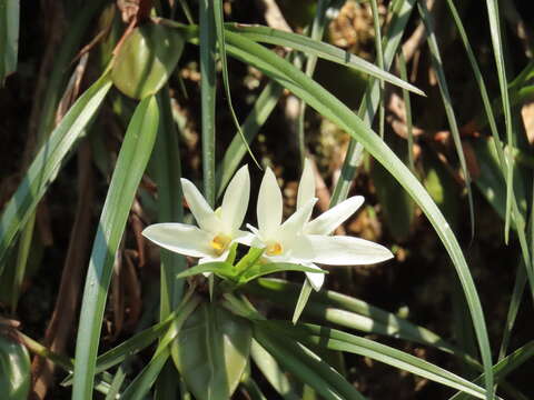 Image of Maxillaria pulchra (Schltr.) L. O. Williams ex Correll