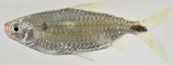 Image of Characin