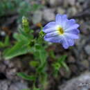 Image of Browallia acutiloba A. S. Alva & O. D. Carranza