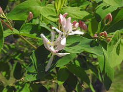 Image de Lonicera bella Zab.