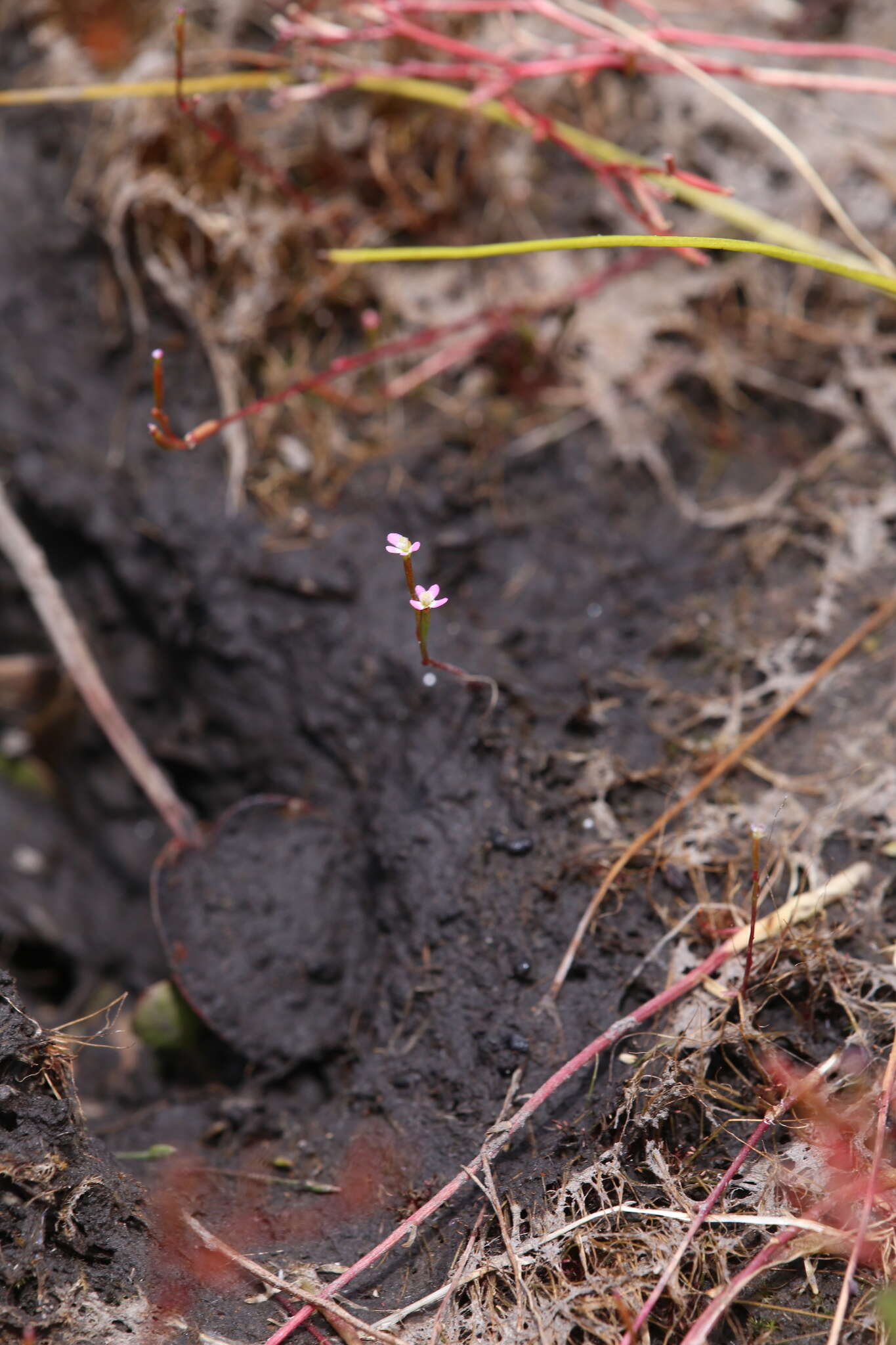 Image de Stylidium despectum R. Br.