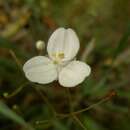 Image of Libertia edgariae Blanchon, B. G. Murray & Braggins