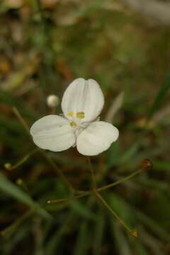 Libertia edgariae Blanchon, B. G. Murray & Braggins的圖片