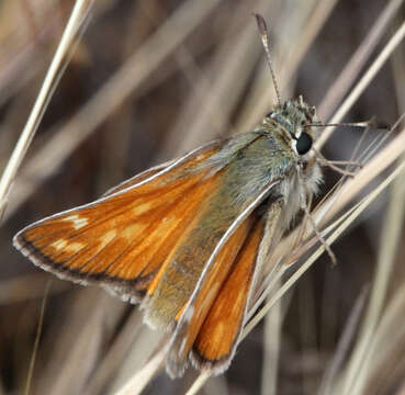 Слика од Hesperia lindseyi (W. Holland 1930)