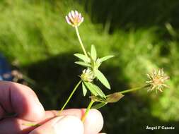 Image of Upright Clover