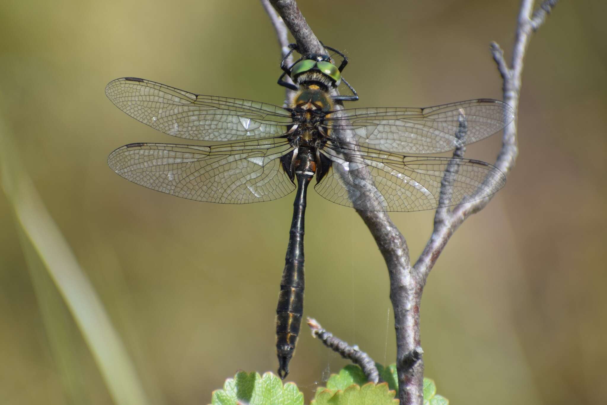 Image of Whitehouse's Emerald