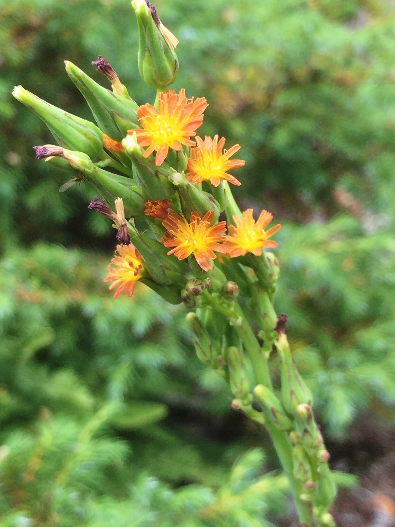 Imagem de Lactuca canadensis L.