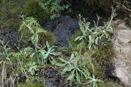 Imagem de Sonchus kirkii B. G. Hamlin