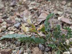 صورة Astragalus beckwithii var. purpureus M. E. Jones