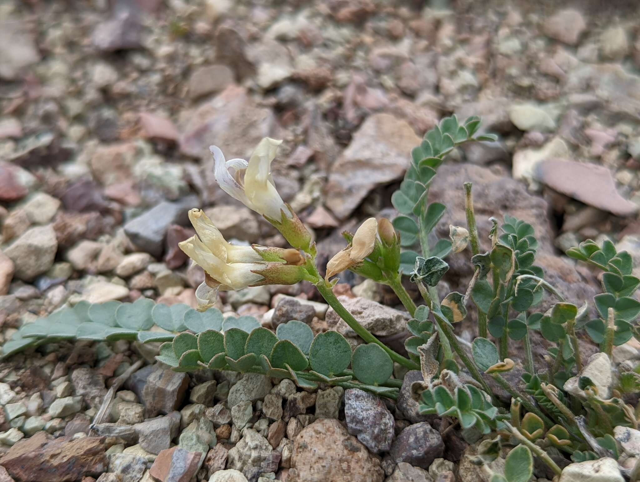 Imagem de Astragalus beckwithii var. purpureus M. E. Jones