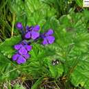 Plancia ëd Ajuga ovalifolia Bureau & Franch.