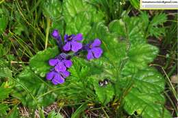 Plancia ëd Ajuga ovalifolia Bureau & Franch.