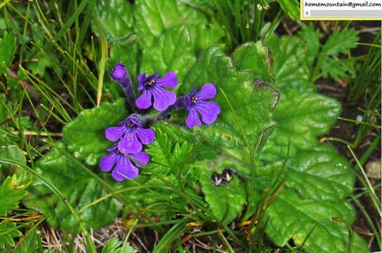 Plancia ëd Ajuga ovalifolia Bureau & Franch.