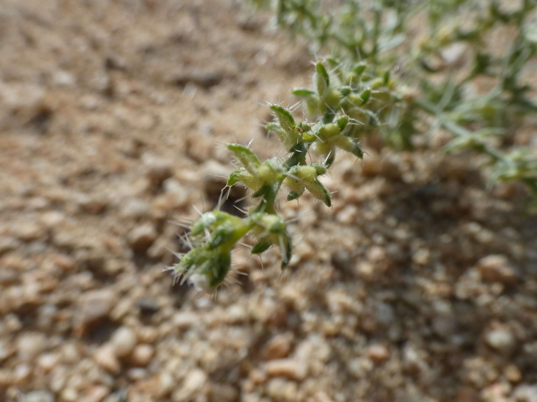 Image of moth combseed