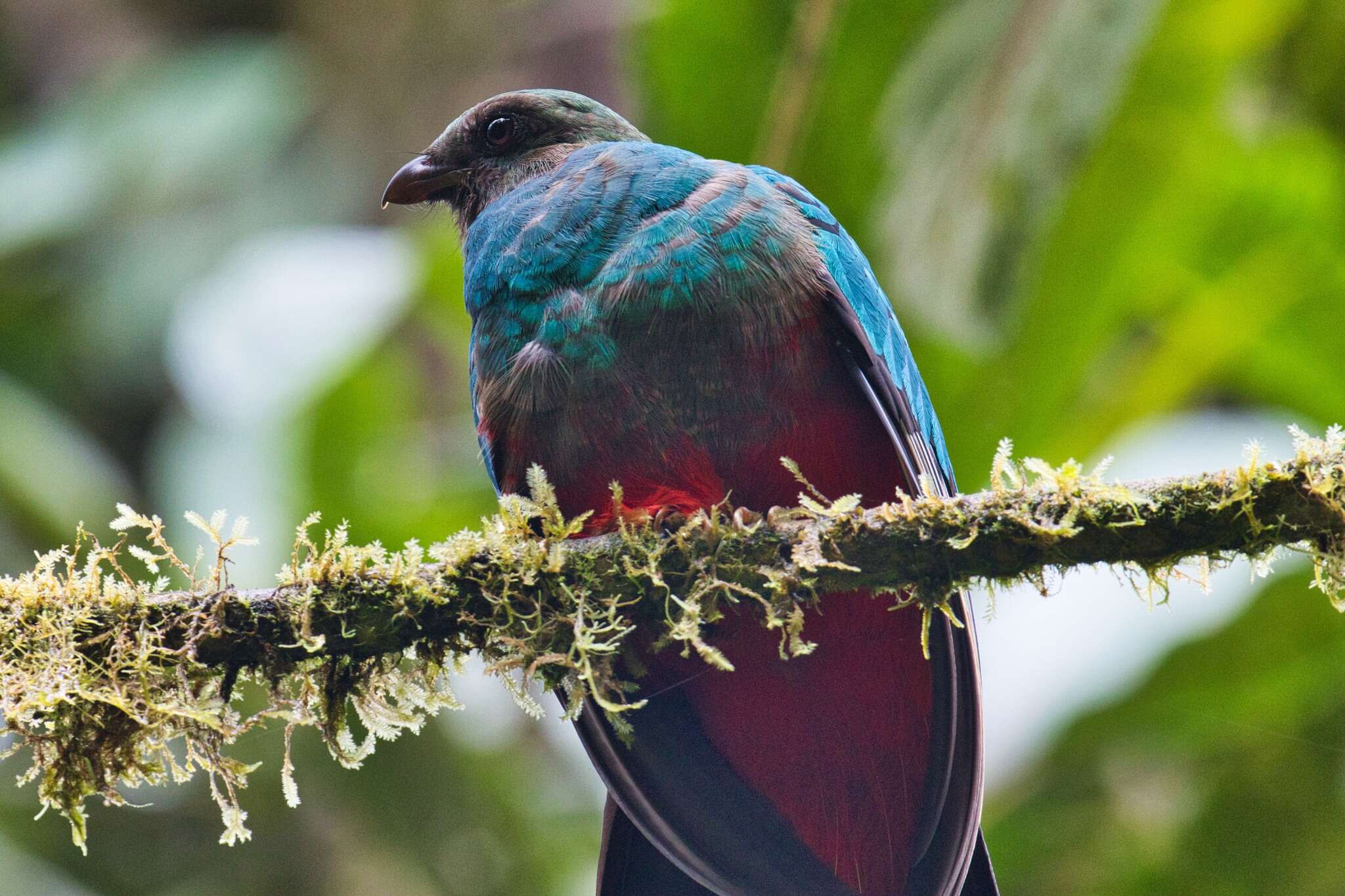 Image of Golden-headed Quetzal