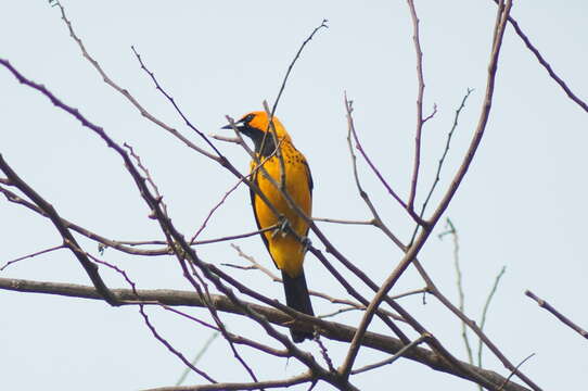 Image of Spot-breasted Oriole