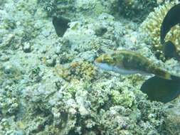 Image of Chameleon parrotfish