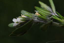 Image of Buglossoides arvensis subsp. arvensis