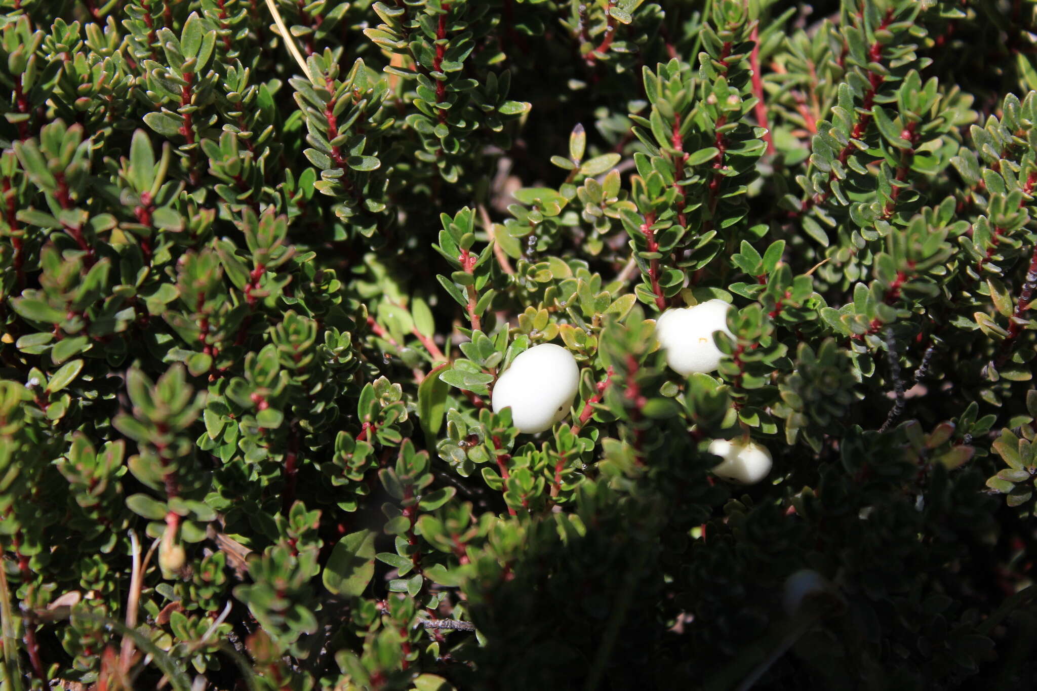 Image of Gaultheria pumila (L. fil.) D. J. Middleton