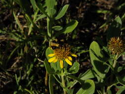 Слика од Bombus fraternus (Smith 1854)