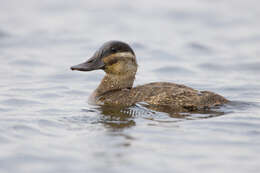 Image of Bluebills