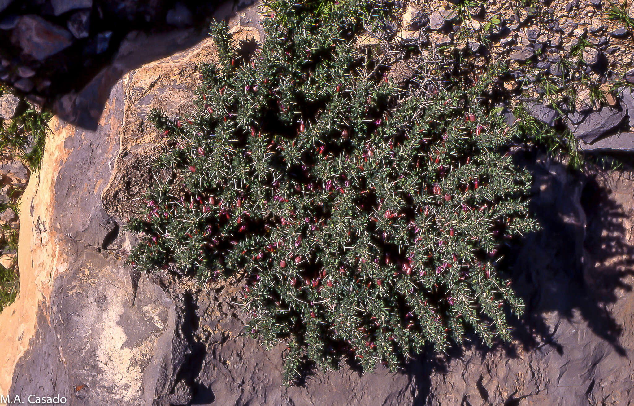 Image of Astragalus spinosus (Forsk.) Muschler