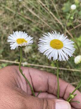 Image of Erigeron delphinifolius Willd.