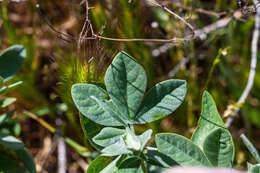 Image of California goldenbanner