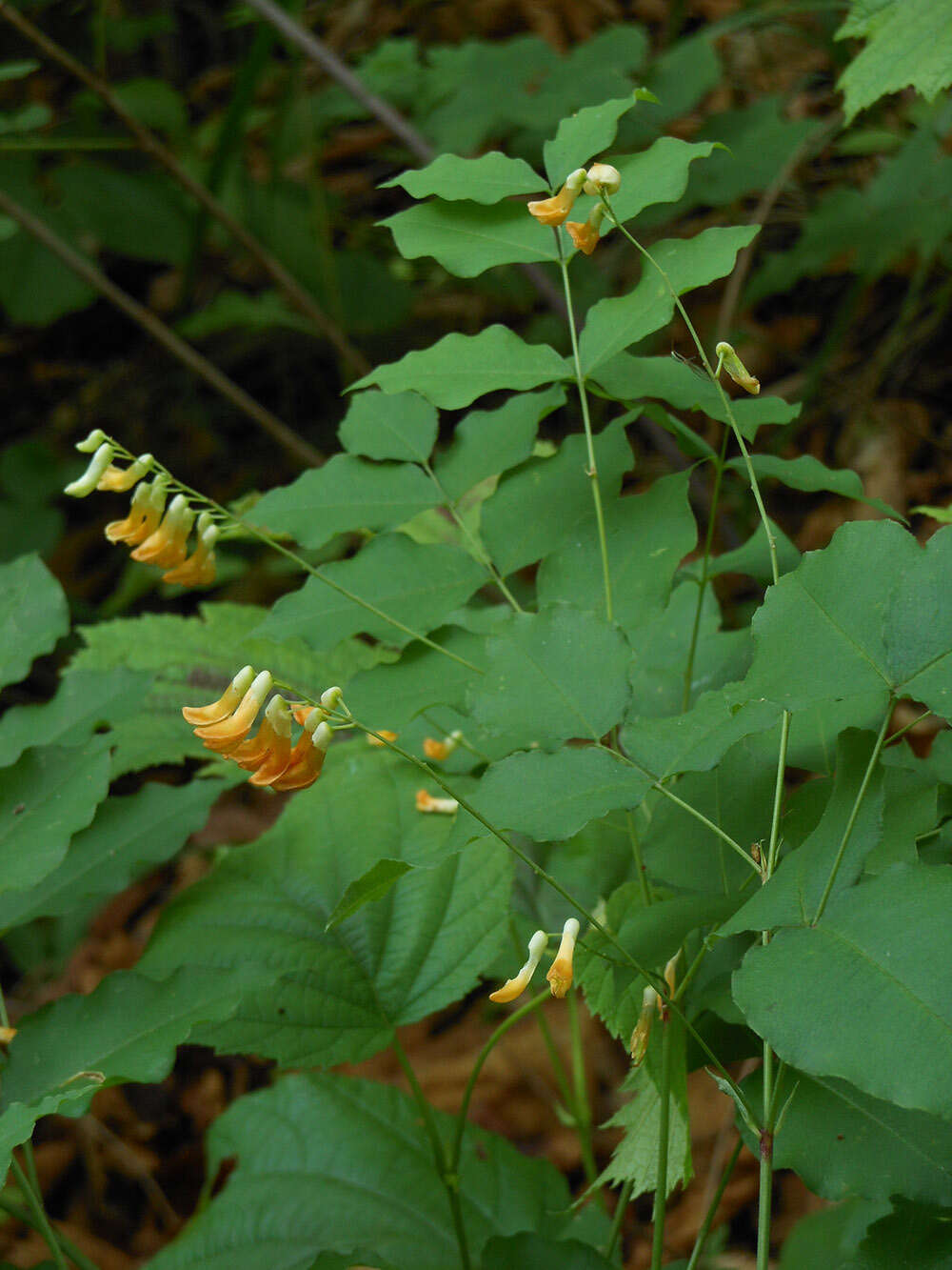 Слика од Vicia subrotunda (Maxim.) Czefr.