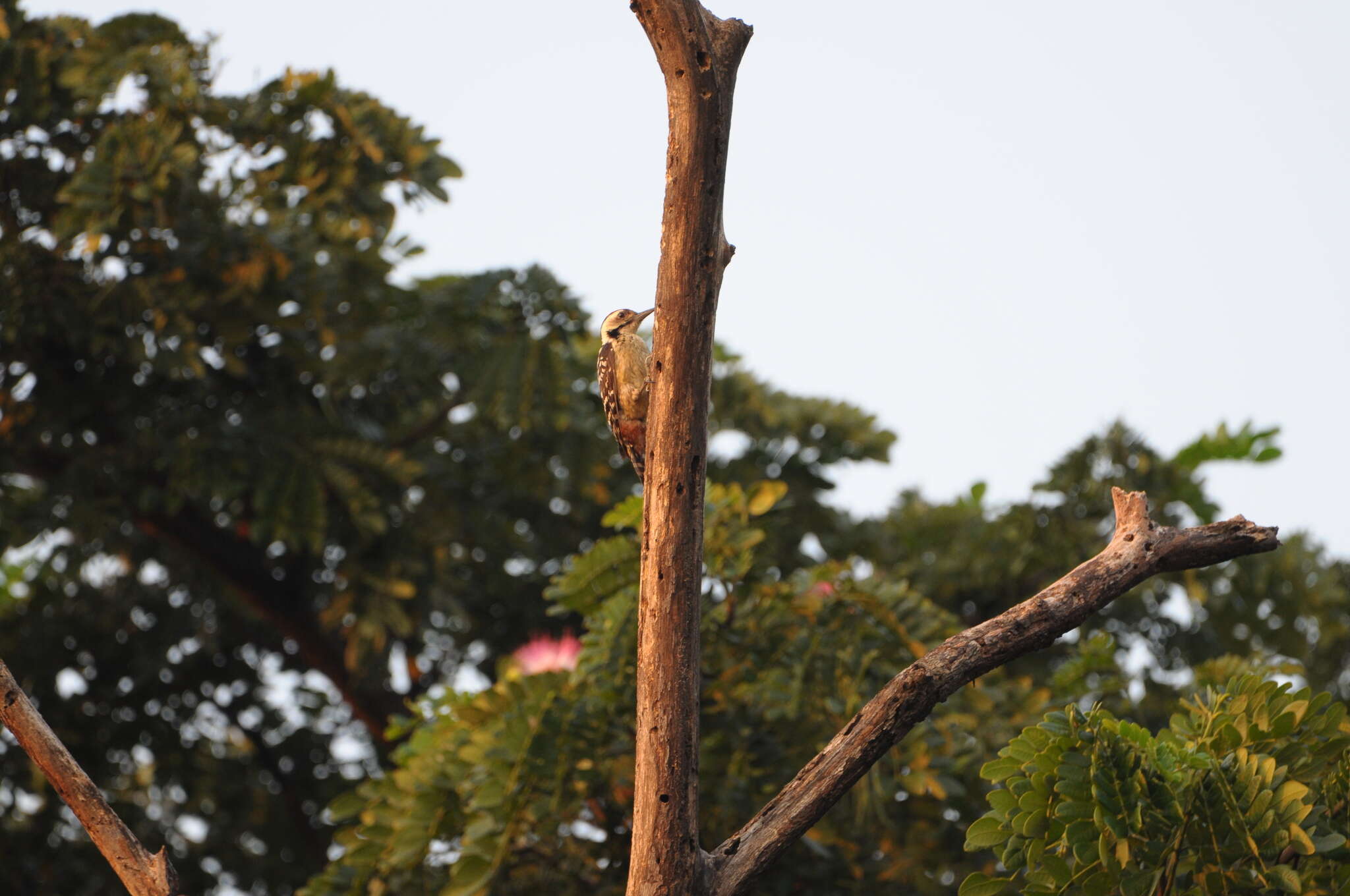 Image of Freckle-breasted Woodpecker