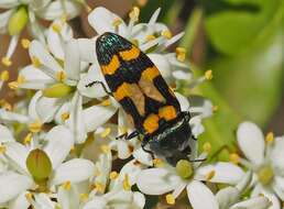 Sivun Castiarina flavopicta (Boisduval 1835) kuva