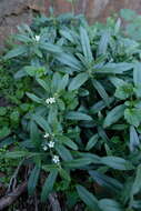 Image de Lithospermum scabrum Thunb.