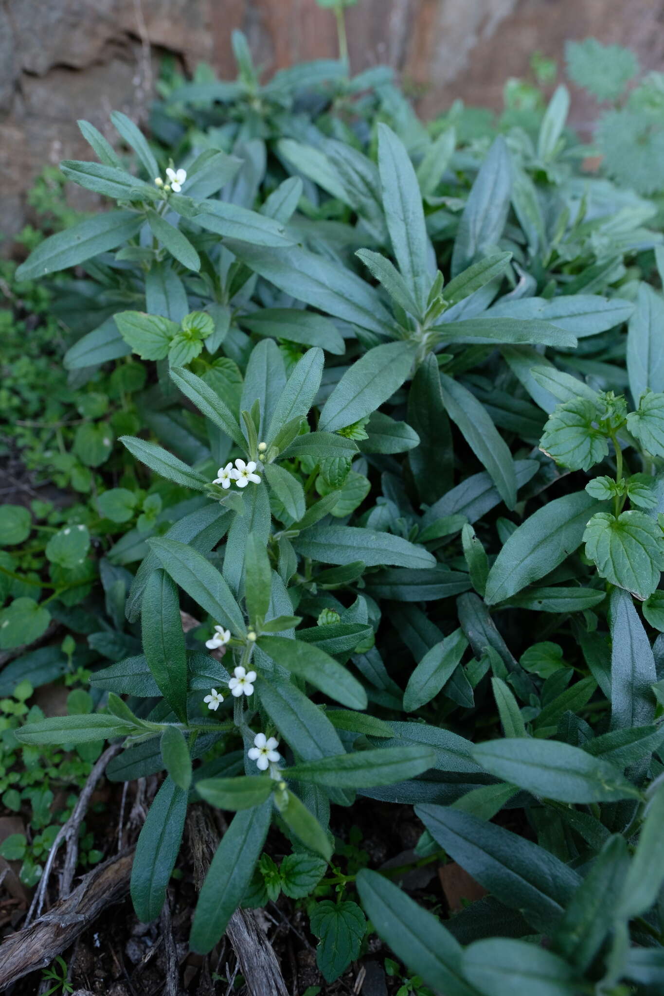 Image de Lithospermum scabrum Thunb.