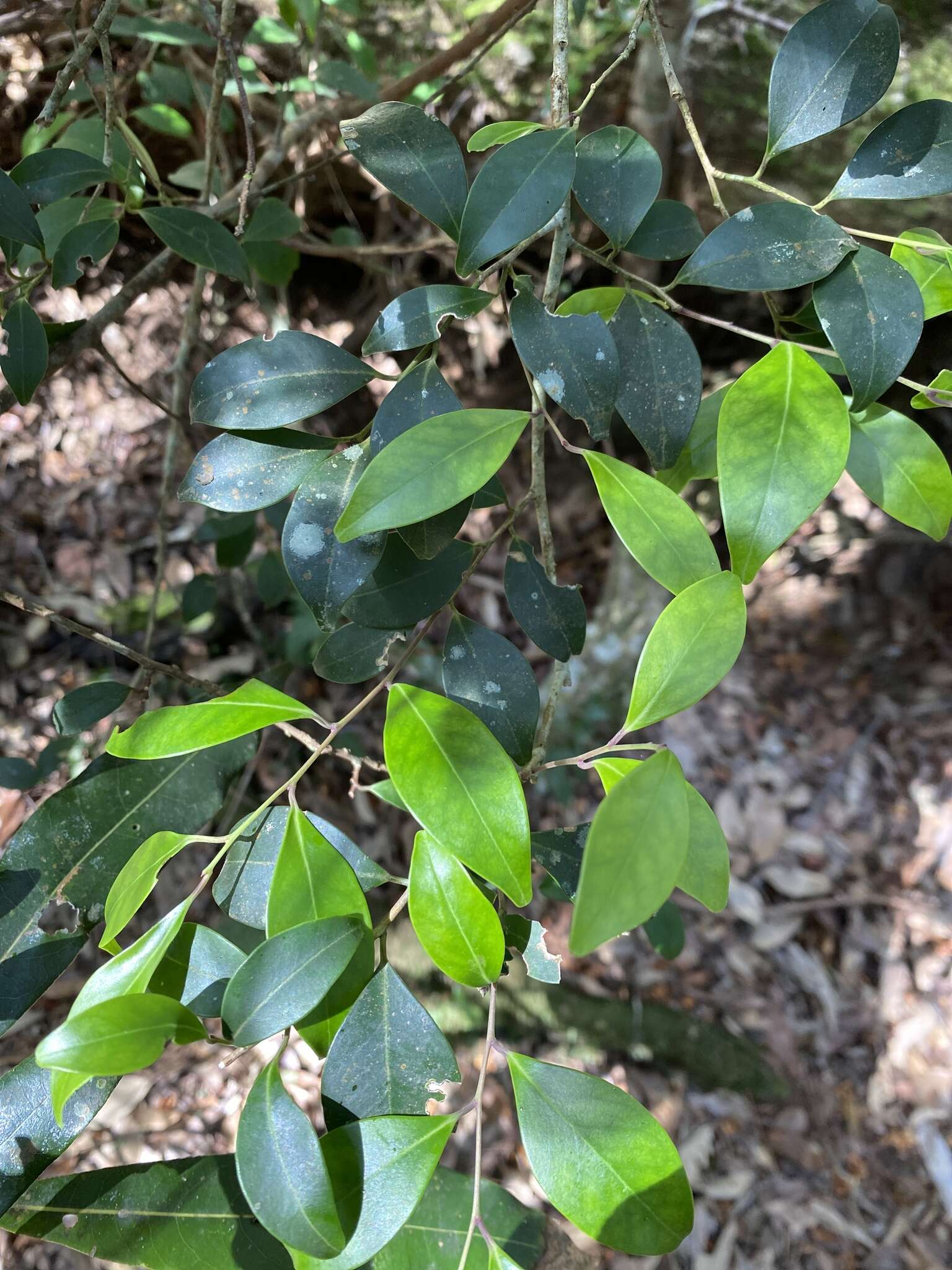 صورة Ilex goshiensis Hayata