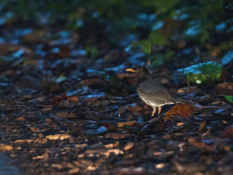 Plancia ëd Turdus cardis Temminck 1831