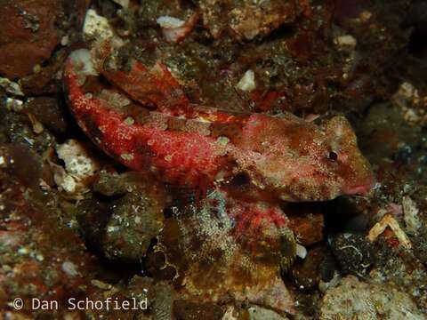 Image of Morrison's dragonet