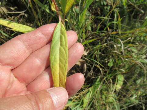 Saussurea purpurata (Fisch. ex Herd.) Lipsch.的圖片