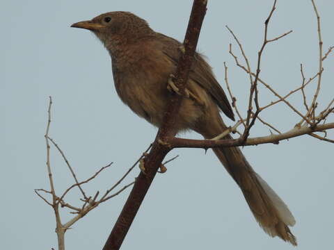 Image of Arabian Babbler