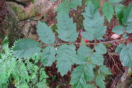 Image of Aralia decaisneana Hance