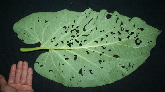 Image of Vera cruz pepper