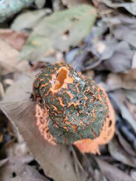 Image of Phallus cinnabarinus (W. S. Lee) Kreisel 1996