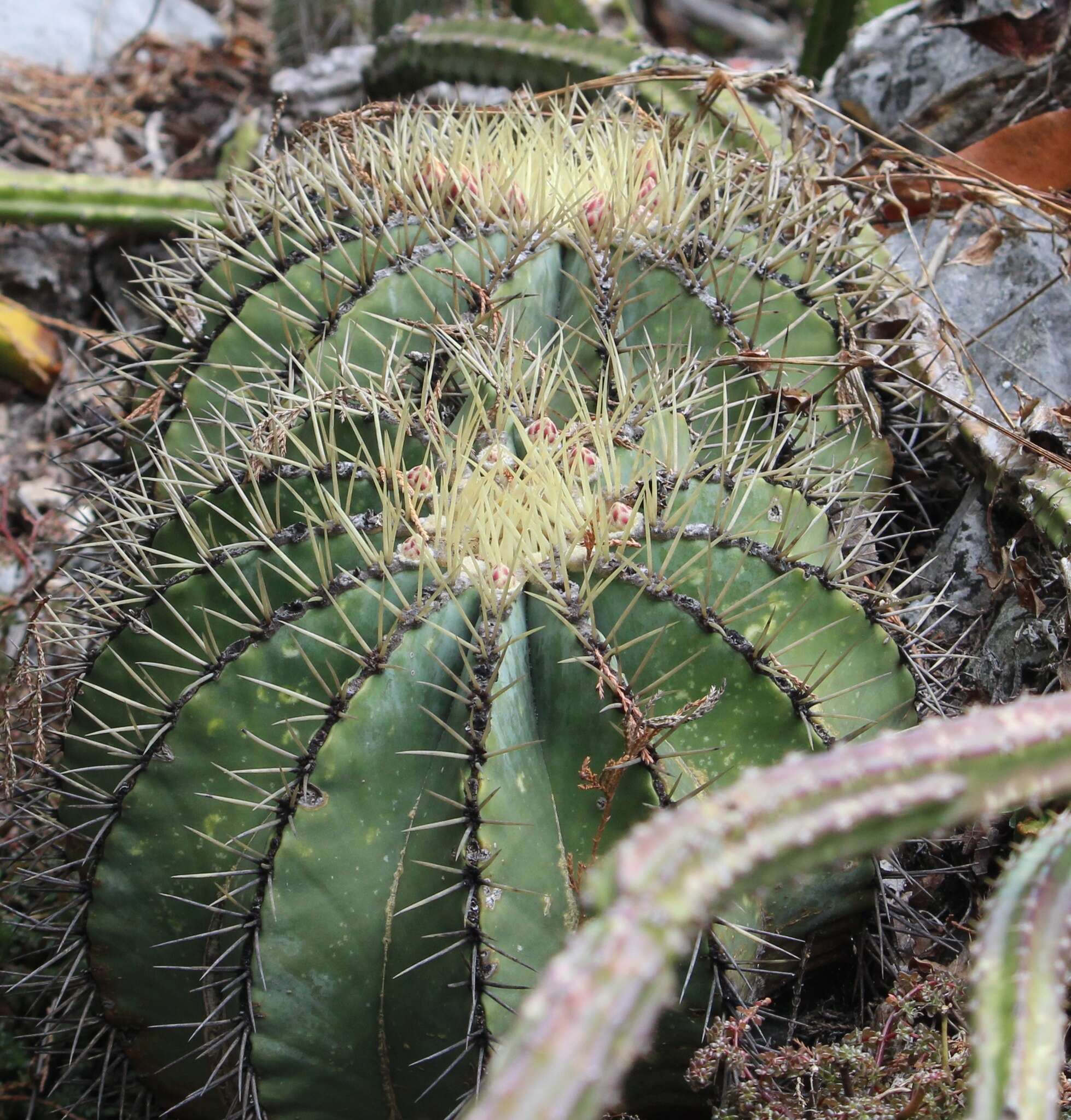 Ferocactus glaucescens (DC.) Britton & Rose resmi