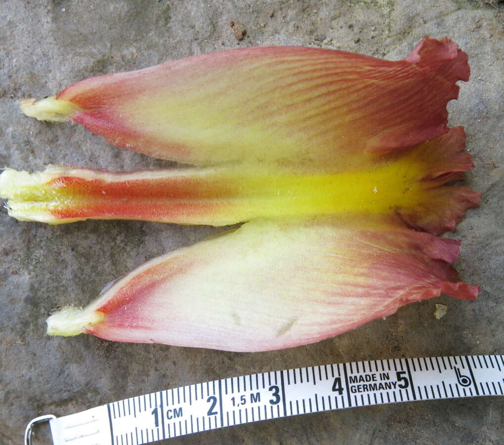 Image of Costus guanaiensis var. tarmicus (Loes.) Maas