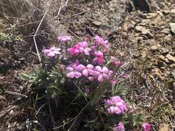 Image of Yreka phlox