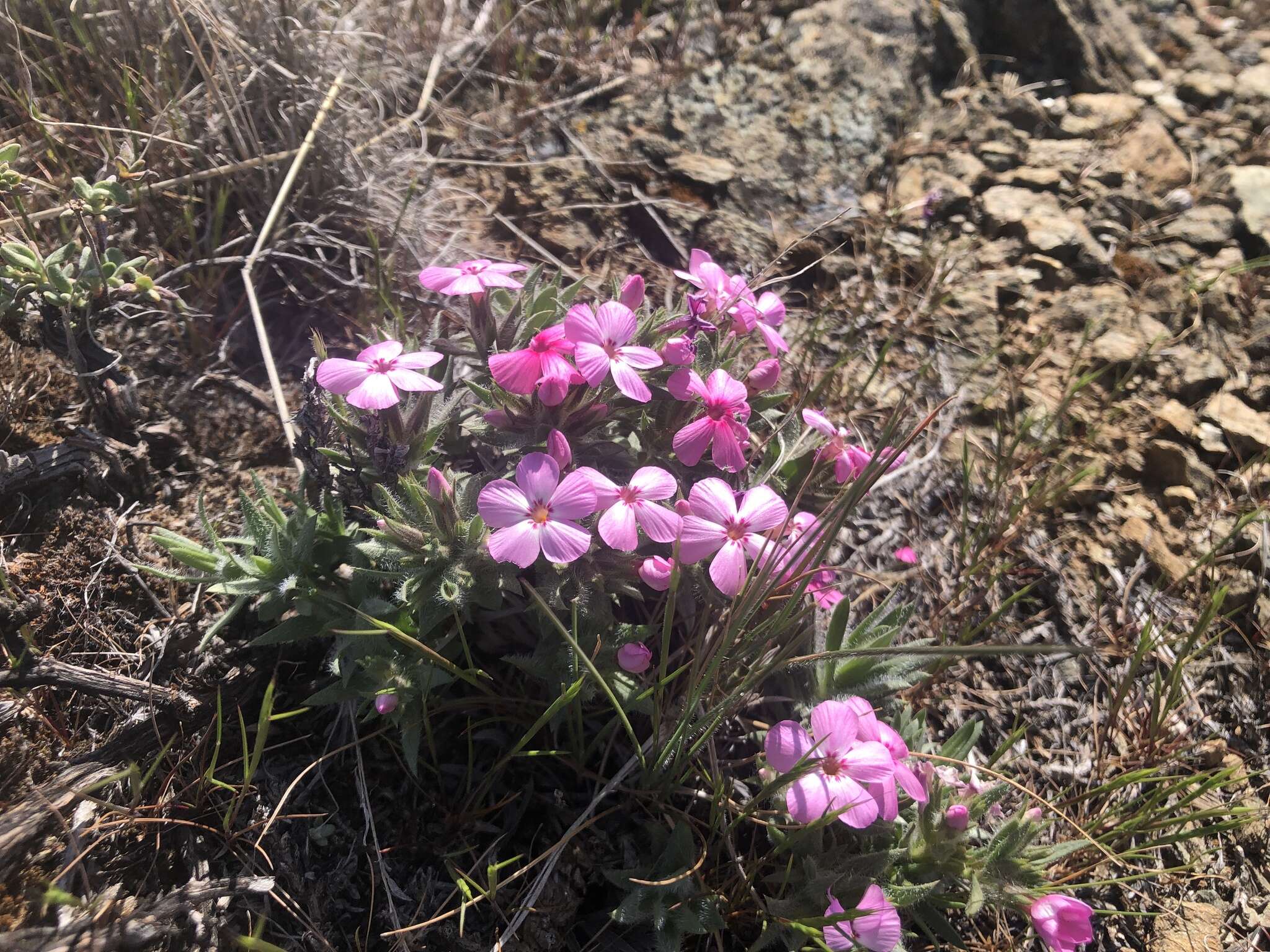 Image of Yreka phlox