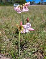 Image of Crinum lineare L. fil.