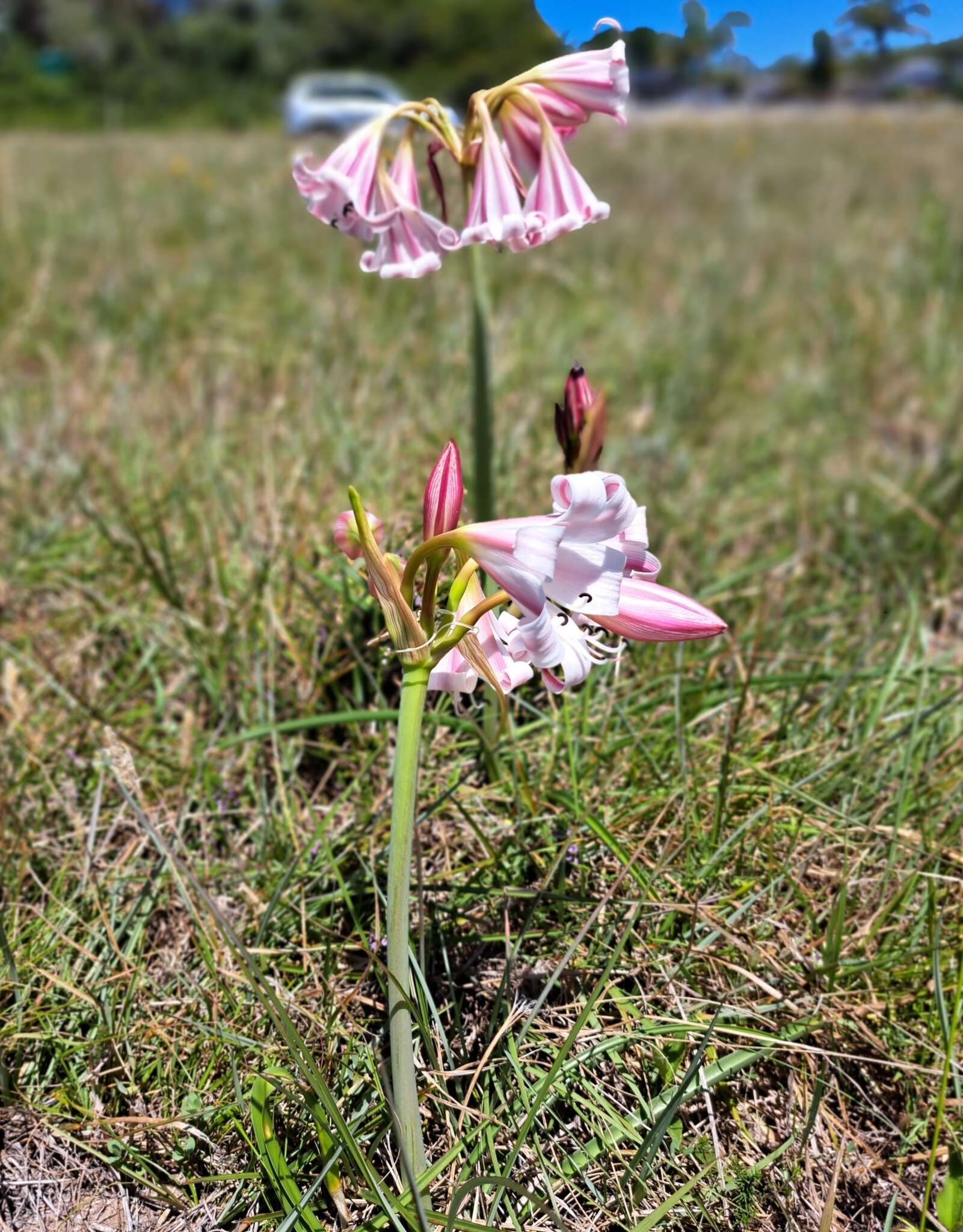 Image of Crinum lineare L. fil.